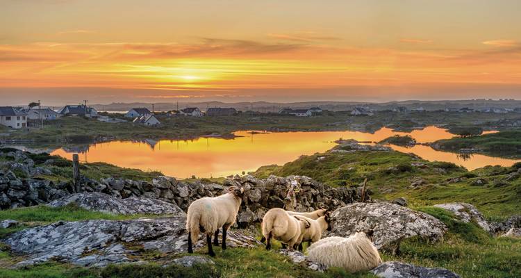 Sheep grazing in a picturesque landscape with a vibrant sunset.