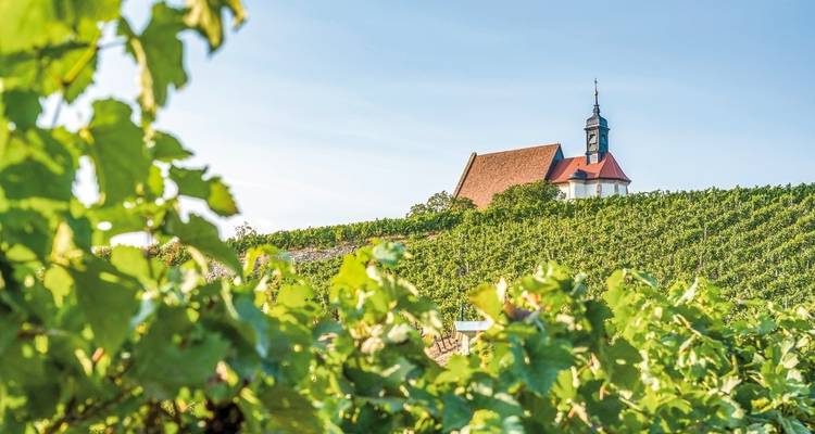 La route des Bocksbeutel - un voyage vers le vin de Franconie - DERTOUR 4