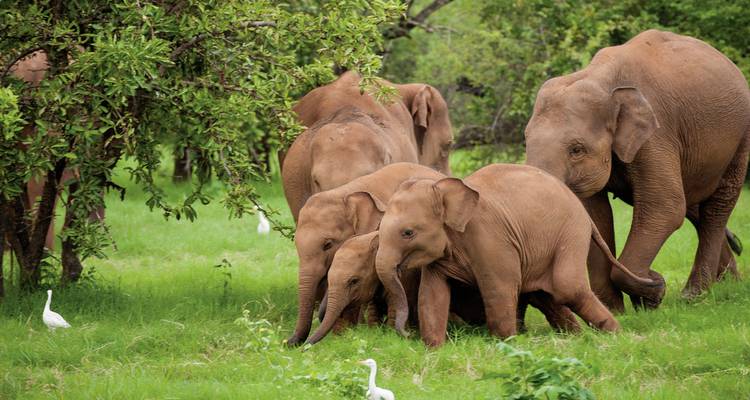 Familie olifanten lopend op een weelderige groene weide.