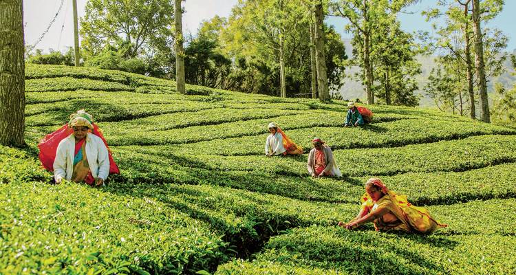 Groep theeplukkers die werken in een weelderige, groene plantage.