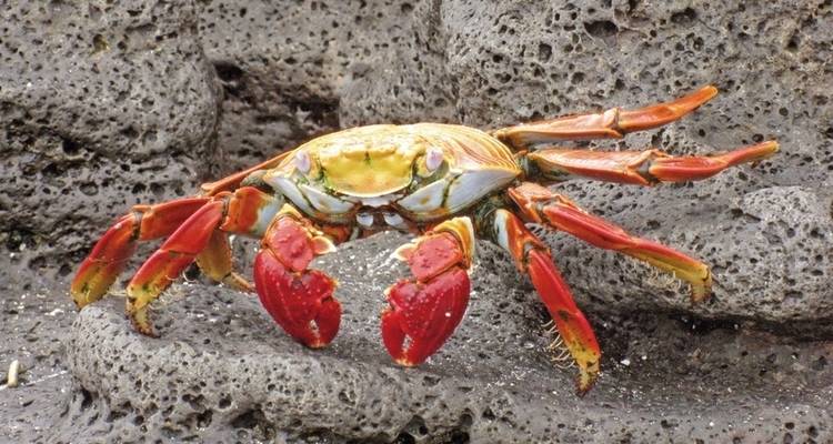 Galapagos Scalesia Lodge - 4 nights - DERTOUR 2