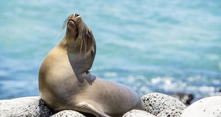 Galapagos Scalesia Lodge - 4 nights - DERTOUR 7