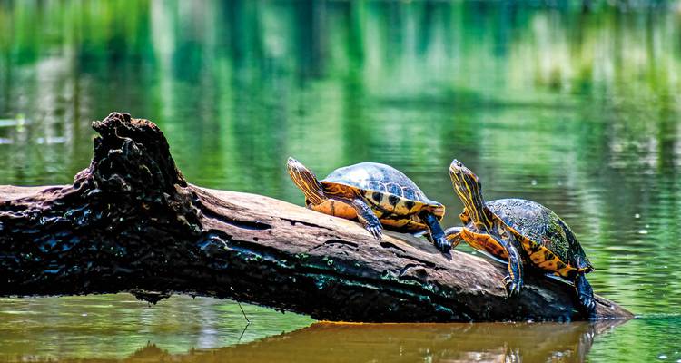Deux tortues perchées sur un tronc dans une rivière.