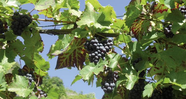 Gros plan de vignes avec des raisins mûrs.