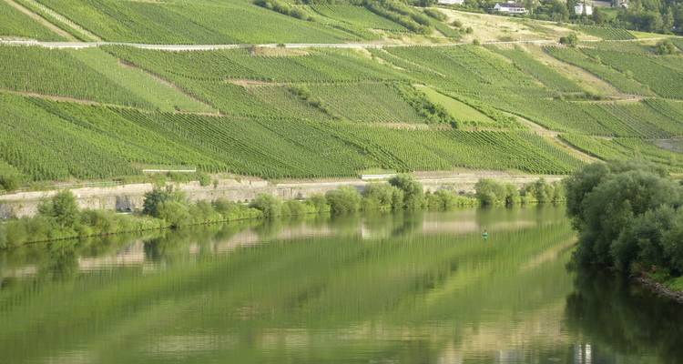 Paysage de vignoble au bord d'une rivière.