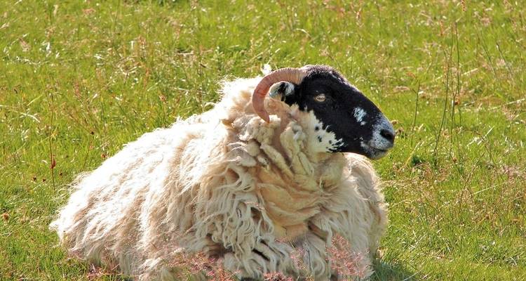 A flying visit to Scotland - DERTOUR 9