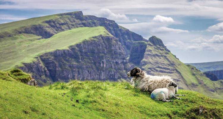 Sheep resting on green hills with dramatic cliffs in the background.