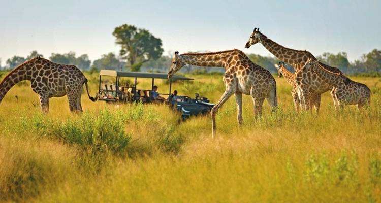 Expérience de la faune avec andBeyond Botswana - DERTOUR 6