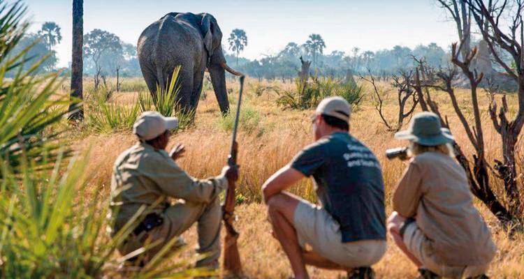 Safari guidé avec des touristes observant un éléphant à distance de sécurité.