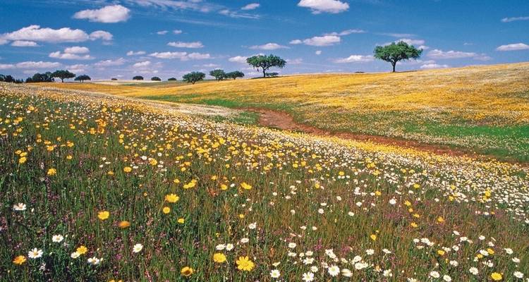 Tendencia región Alentejo - DERTOUR 2