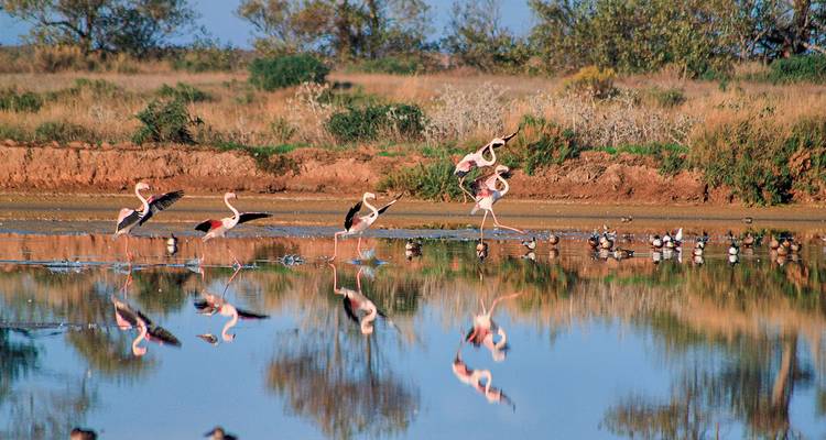 Eine Gruppe von Flamingos und Vögeln in einer ruhigen Sumpflandschaft, die sich im Wasser spiegeln.