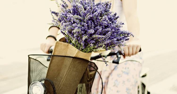 Bouquet de fleurs de lavande dans un panier de vélo, cycliste partiellement visible.
