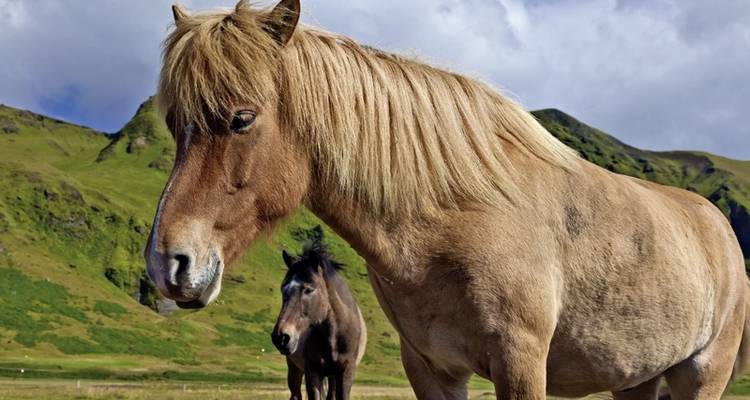 Alrededor de Islandia - De costa a costa - DERTOUR 8