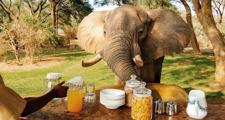 Éléphant s'approchant d'une table de buffet de petit-déjeuner dans un cadre naturel.