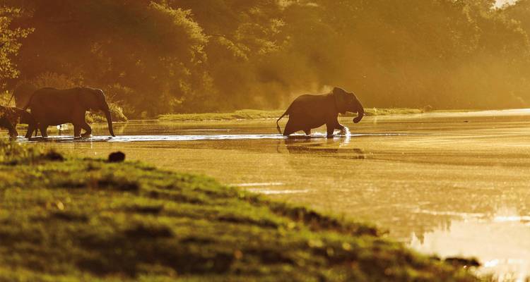 Des éléphants marchant le long d'une rivière au coucher du soleil, créant une silhouette dramatique.