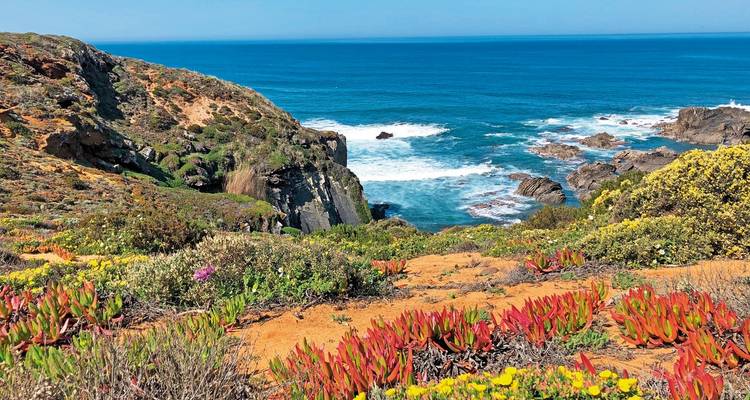Falaise côtière avec des plantes colorées et des vagues océaniques.