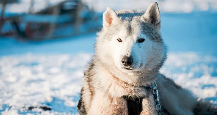 Semana de invierno finlandesa en el Ártico - DERTOUR 6