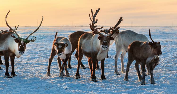 Finnish winter week in the Arctic - DERTOUR 5