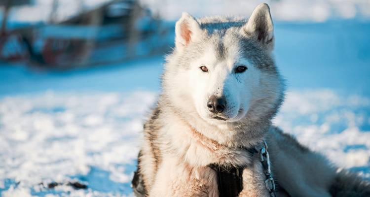 Finnish winter week in the Arctic - DERTOUR 6