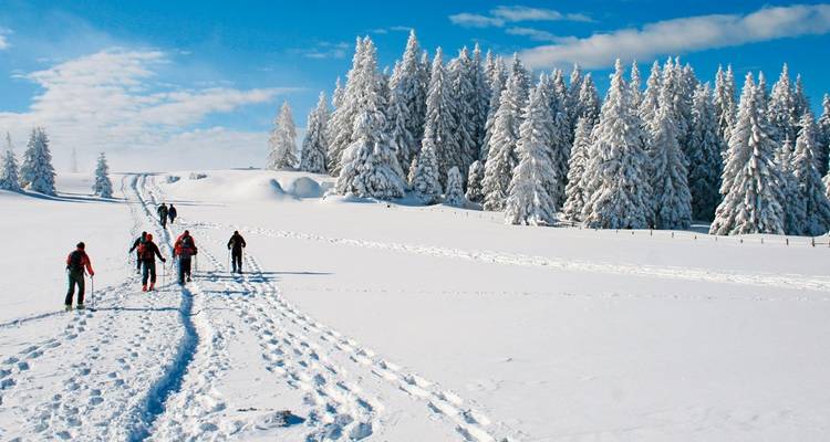 Groupe de personnes faisant de la randonnée sur un paysage enneigé avec en arrière-plan des arbres chargés de neige.