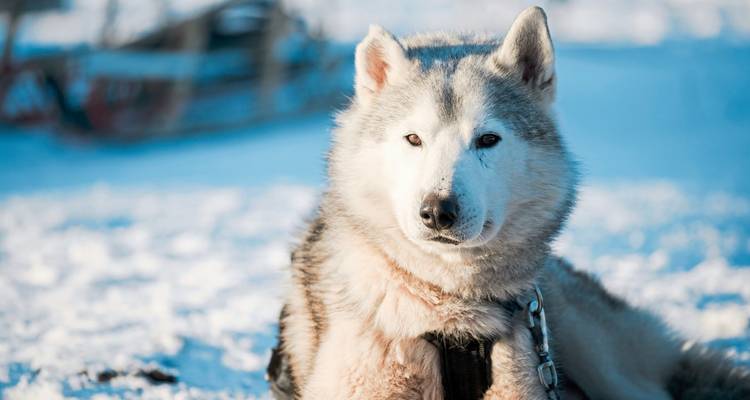 Gros plan d'un husky moelleux assis dans la neige sous un ciel dégagé.