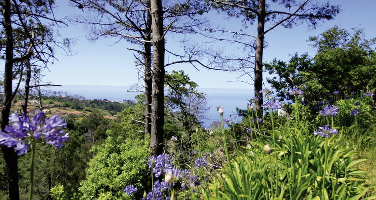 Beautiful garden with flowers and trees overlooking the sea.