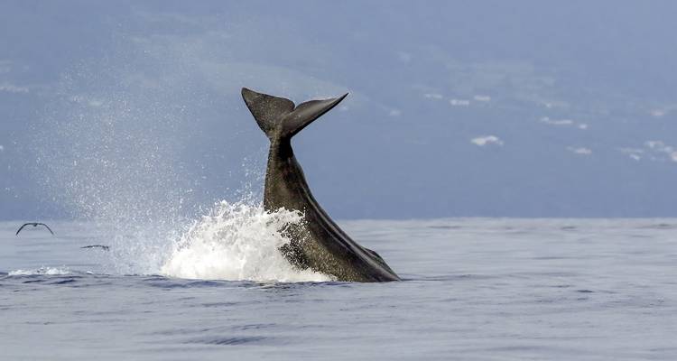 Queue de baleine émergeant de la mer avec une terre lointaine.