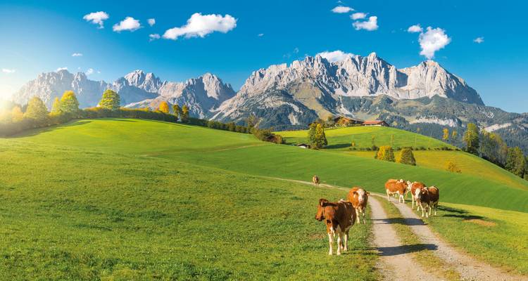 Cows walking on a path with mountains and green pastures.
