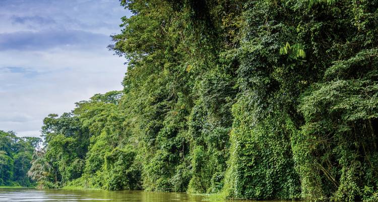 Rivier die zich door dichte regenwoudvegetatie slingert.