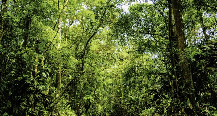 Dichte jungle bladerdak met zonlicht dat erdoorheen filtert.