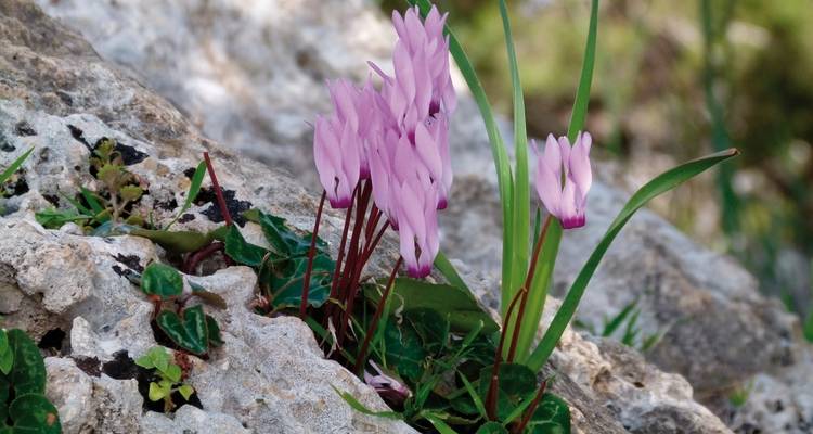Roze wilde bloemen die groeien uit een rotsachtige ondergrond.