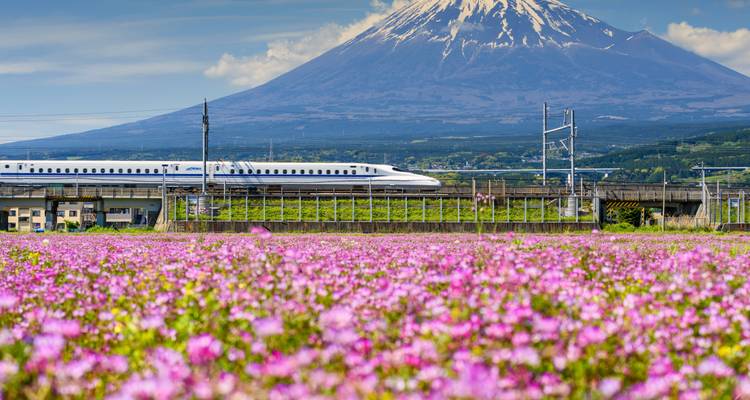 High-speed train passing in front of Mount Fuji with a field of flowers.