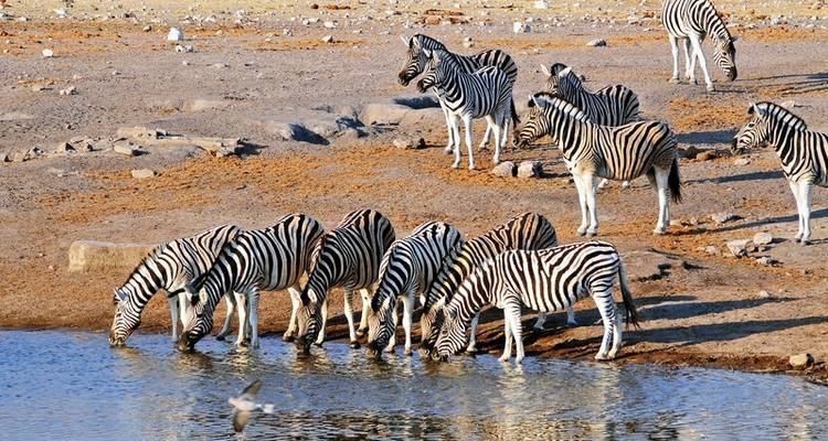ADAC Special : Namibie, Botswana, Zimbabwe - Sur les traces de David Livingstone - DERTOUR 5
