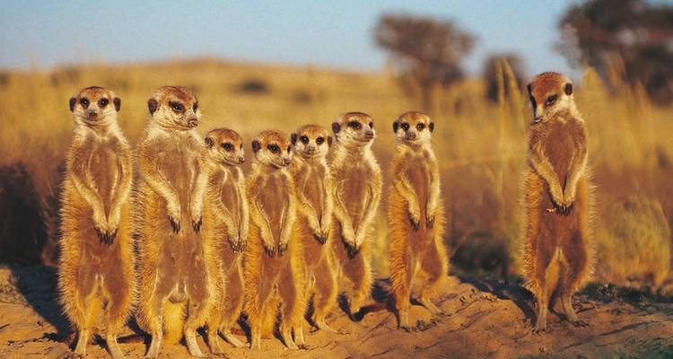 ADAC Special : Namibie, Botswana, Zimbabwe - Sur les traces de David Livingstone - DERTOUR 2