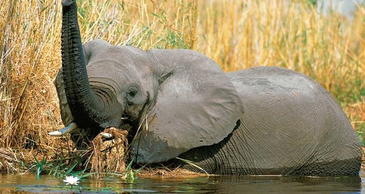 ADAC Special : Namibie, Botswana, Zimbabwe - Sur les traces de David Livingstone - DERTOUR 3