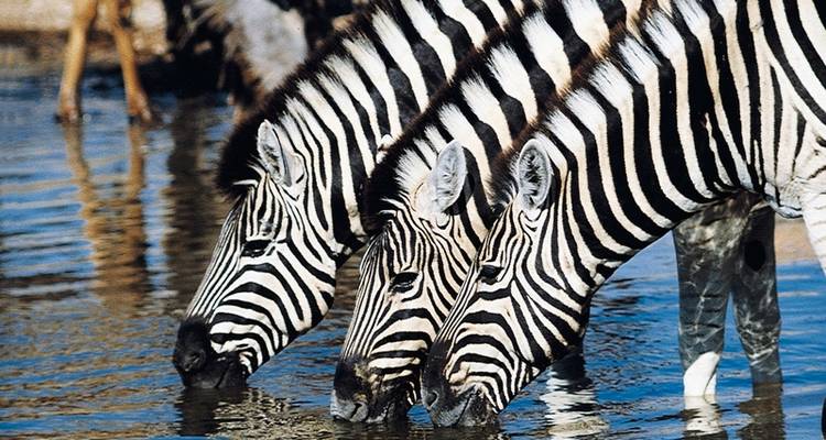 ADAC Special : Namibie, Botswana, Zimbabwe - Sur les traces de David Livingstone - DERTOUR 4
