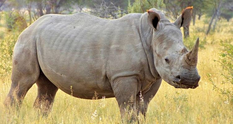ADAC Special : Namibie, Botswana, Zimbabwe - Sur les traces de David Livingstone - DERTOUR 9