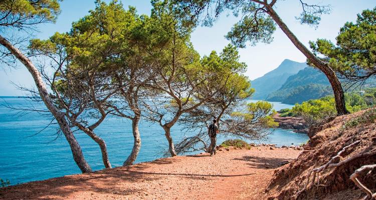 Sentier de randonnée avec arbres et vue sur l'océan.