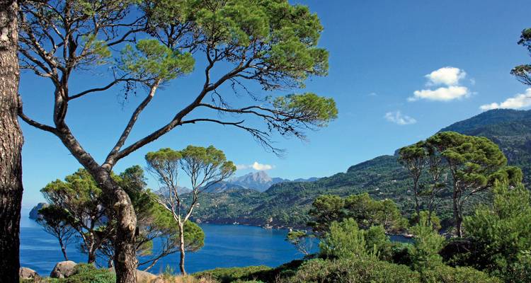 Vue à travers les arbres d'un paysage côtier et de la mer.