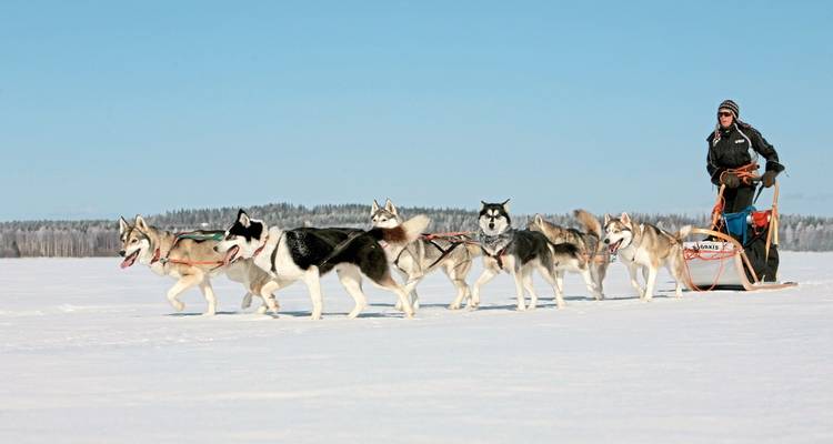 Personne faisant du traîneau à chiens avec une équipe de huskies à travers un paysage enneigé.
