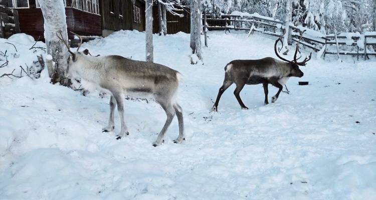 A guest in Lapland's gold mining village - DERTOUR 4