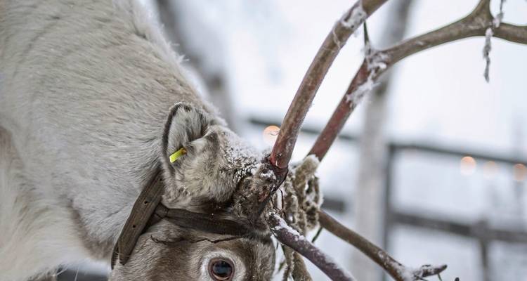 A guest in Lapland's gold mining village - DERTOUR 10