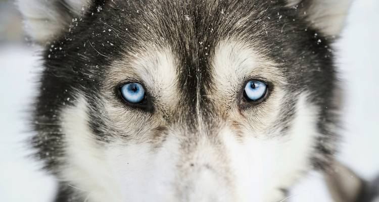 Close-up of a husky dog's face with striking blue eyes.