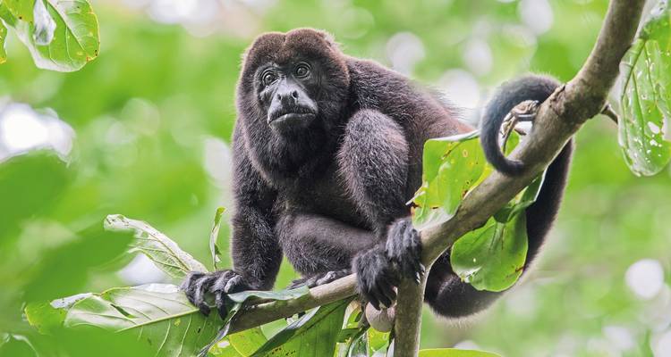 Brüllaffe sitzt auf einem Ast in einem üppigen Wald.