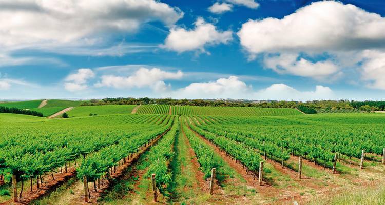 Vineyard stretching across rolling hills under a blue sky.