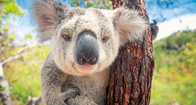 Koala clinging to a tree in a natural setting.