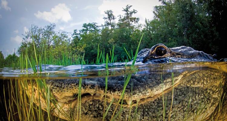 Un primer plano de un caimán parcialmente sumergido en agua, mostrando su ojo.