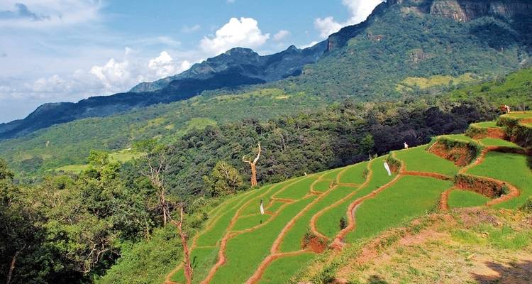 Royal cities of Sri Lanka (private tour) - DERTOUR 5