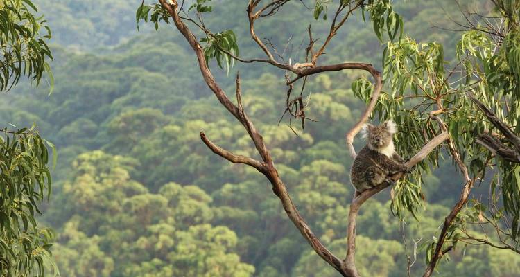 Fascination of the South (18 nights, Sydney-Adelaide) - DERTOUR 6