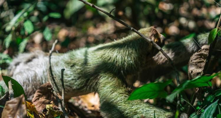 Parque Nacional de Manuel Antonio - DERTOUR 8